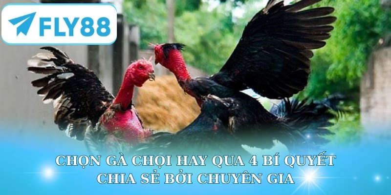 Chọn Gà Chọi Hay Qua 4 Bí Quyết Chia Sẻ Bởi Chuyên Gia