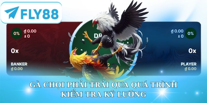 Gà chọi phải trải qua quá trình kiểm tra kỹ lưỡng